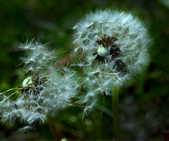 PUSTEBLUMEN 
