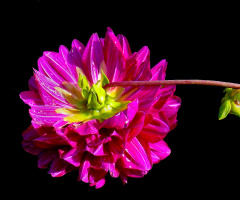 BLÜTE