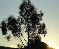 Amanhecer em Canela/Brasil