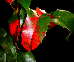 LICHT