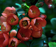BLÜTEN