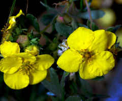 BLÜTEN