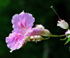Pink Thunbergia