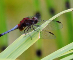 Blue and red Dragonfly