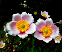 BLÜTEN