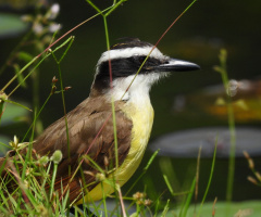 Great Kiskadee