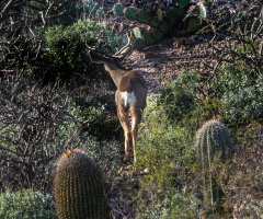 On The Hunt