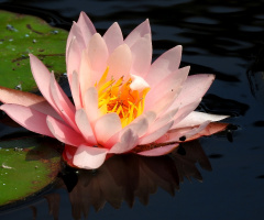 Water Lily