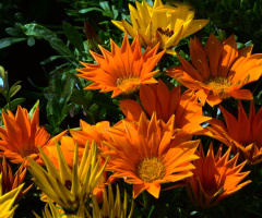 BLÜTEN
