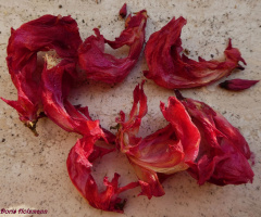 The end of the Christmas cactus flowers