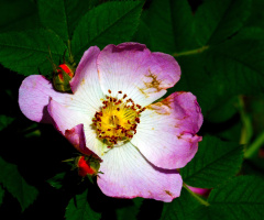 BLÜTE
