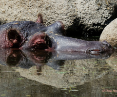 Hippo up close ...