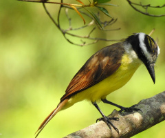 Great Kiskadee