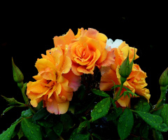 BLÜTEN
