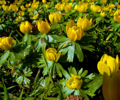 BLÜTEN