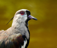 Southern Lapwing