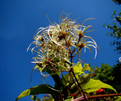PUSCHEL