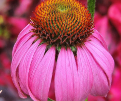 Pink