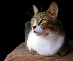 International Cats Day