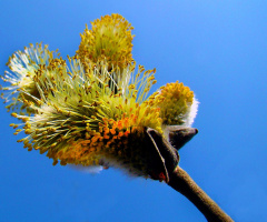 FRÜHLING