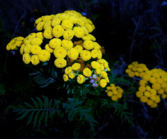 WIESE