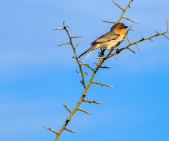 Just A Bird