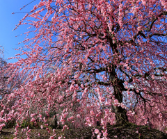 Bloom