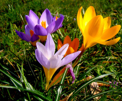 BLÜTEN
