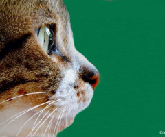 Cat's eyes 