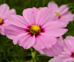 MAKRO