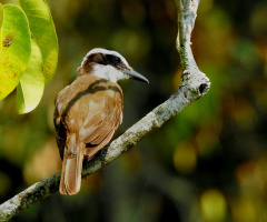 Great Kiskadee