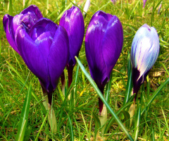 BLÜTEN