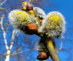 FRÜHLING