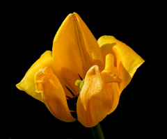 BLUME