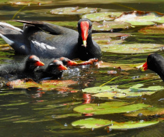 Common Moorhen family