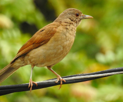 Pale-breasted Thrush