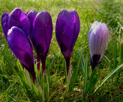 BLUMEN