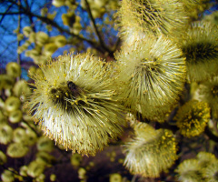 FRÜHLING