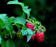 BEEREN