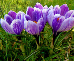 BLUMEN