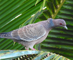 Picazuro Pigeon