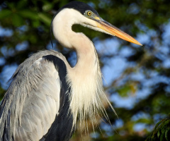 Cocoi Heron