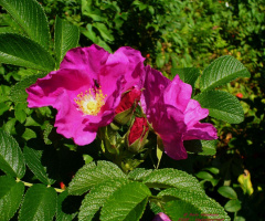 blossoms