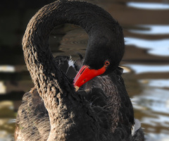Swan