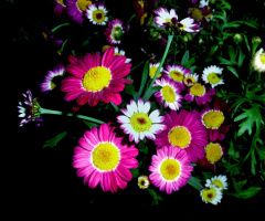 BLUMEN