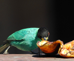 Green Honeycreeper