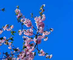FRÜHLING