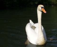 swan 