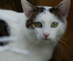 neighbours cat 