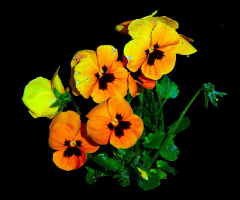 BLUMEN